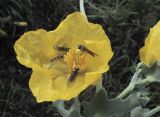 Glaucium flavum