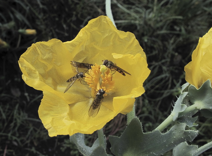 Изображение особи Glaucium flavum.
