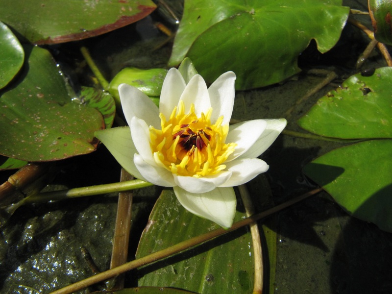 Изображение особи Nymphaea tetragona.