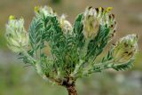 Astragalus cyrtobasis