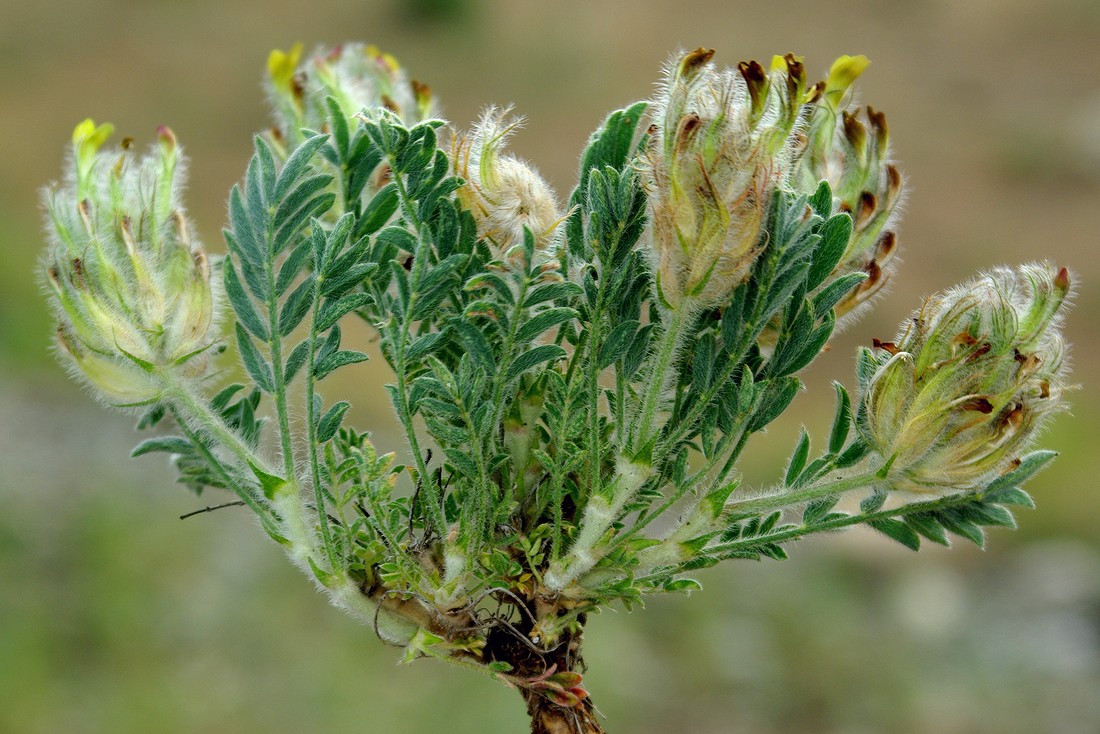 Изображение особи Astragalus cyrtobasis.