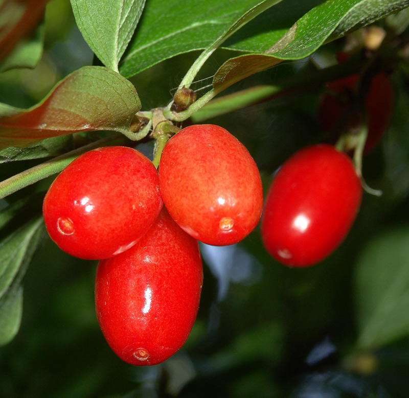 Image of Cornus mas specimen.