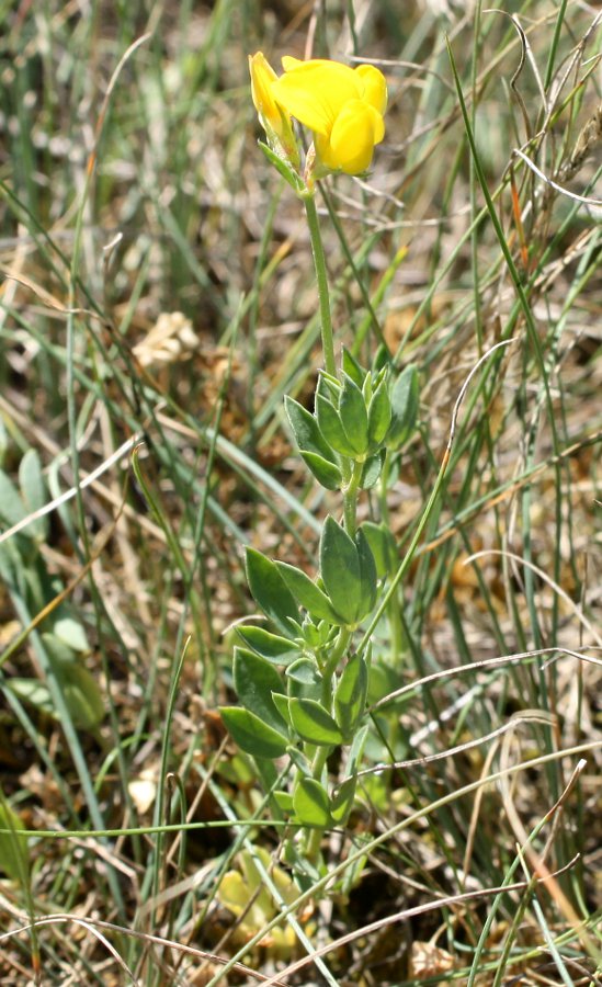 Image of Lotus elisabethae specimen.