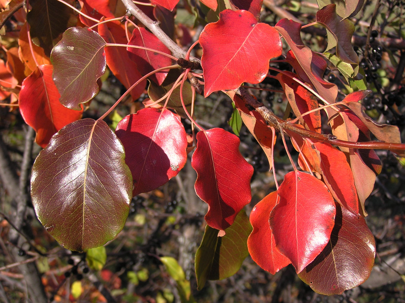 Image of Pyrus pyraster specimen.