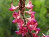 Onobrychis biebersteinii