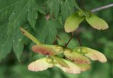 Acer pseudosieboldianum. Плоды. Приморье, Владивосток, Ботанический сад. 23.08.2009.