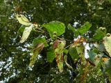 Tilia cordata. Верхушка веточки с соплодиями. Смоленская обл., Смоленский р-н, пос. Каспля. 29.08.2011.