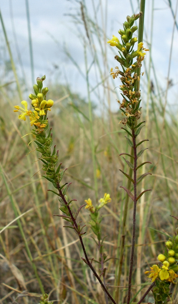 Image of Orthanthella lutea specimen.