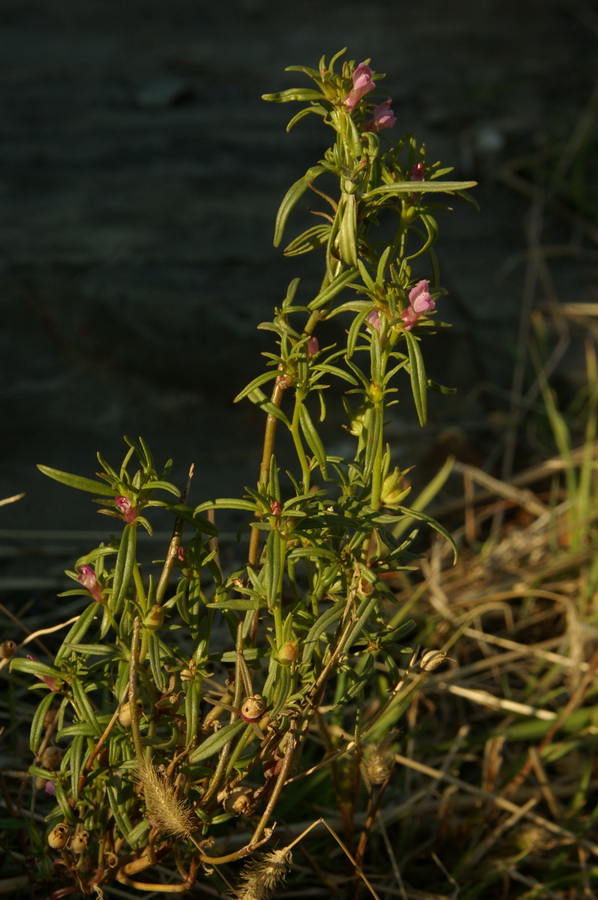 Image of Misopates orontium specimen.