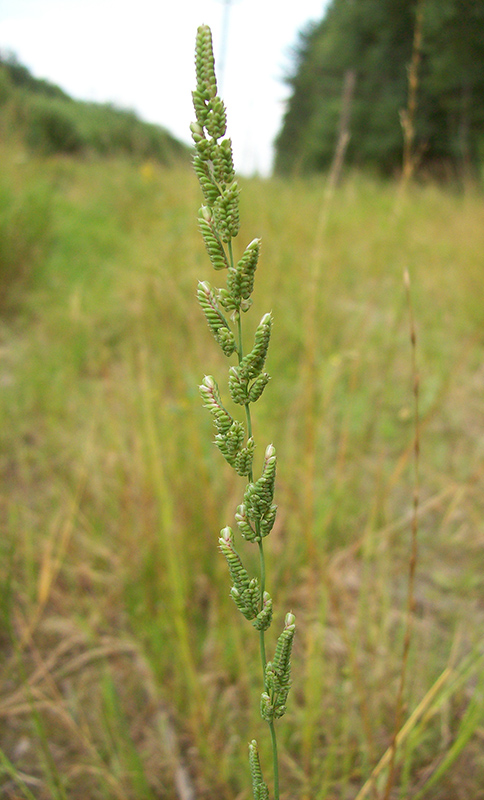 Image of Beckmannia eruciformis specimen.