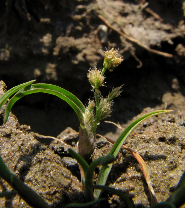 Изображение особи Coleanthus subtilis.