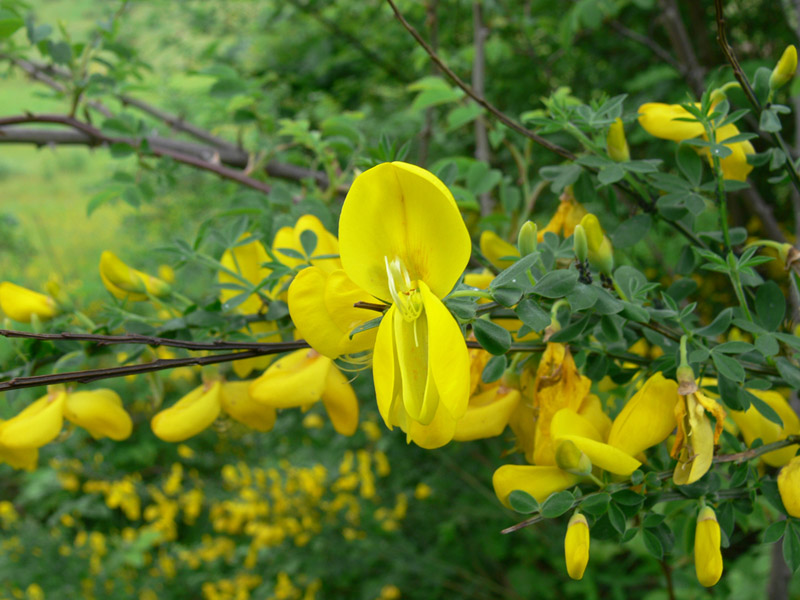 Изображение особи Sarothamnus scoparius.