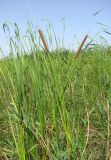 Typha angustifolia. Цветущие растения. Астраханская обл., Икрянинский р-н, протока между ильменями Коптолва и Солёная Дорога. 14.08.2011.