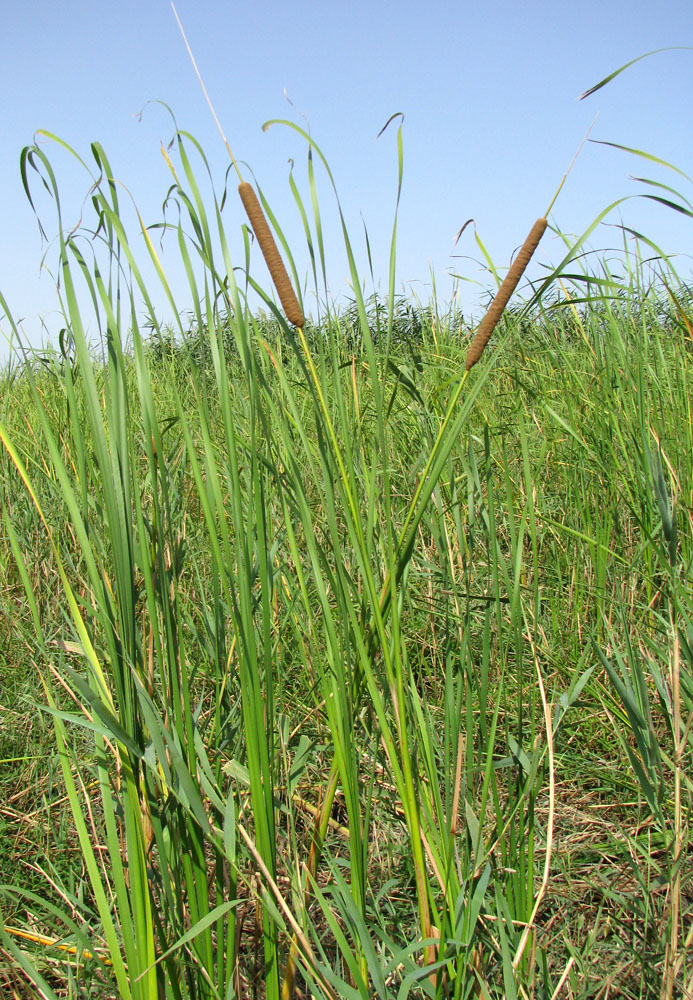 Image of Typha angustifolia specimen.