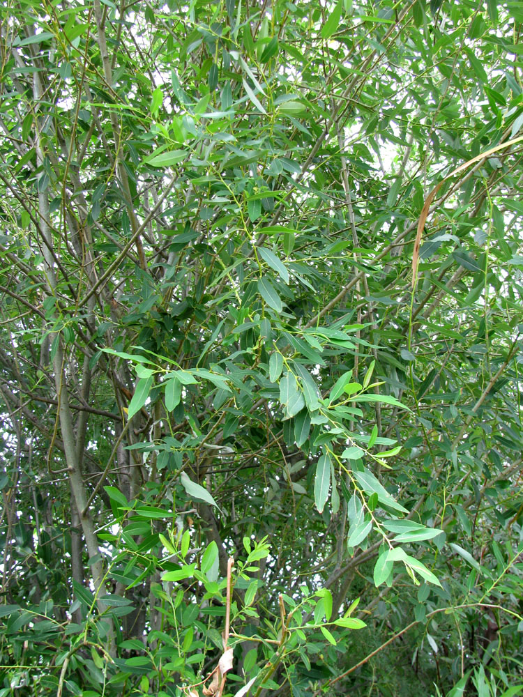 Image of Salix &times; alopecuroides specimen.