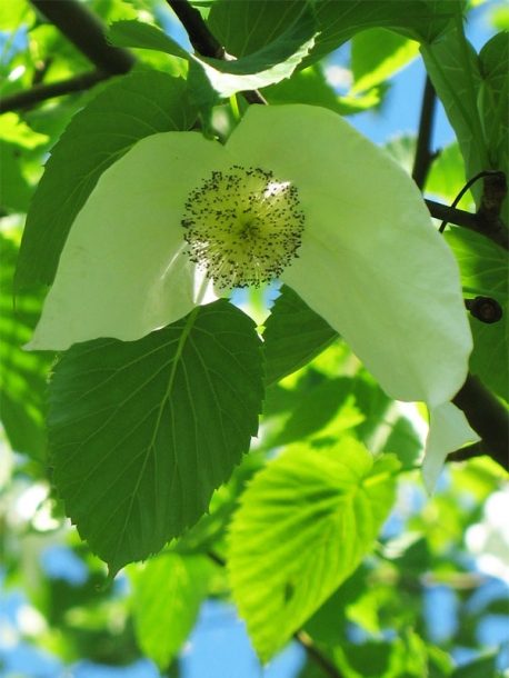 Image of Davidia involucrata specimen.