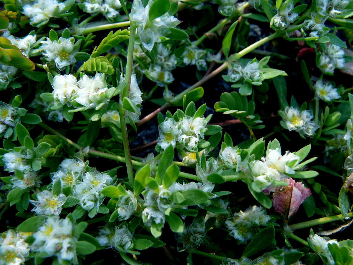 Image of Paronychia argentea specimen.