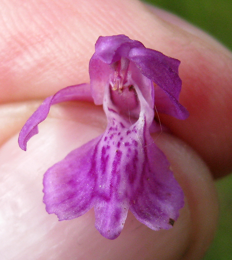 Image of Dactylorhiza majalis specimen.