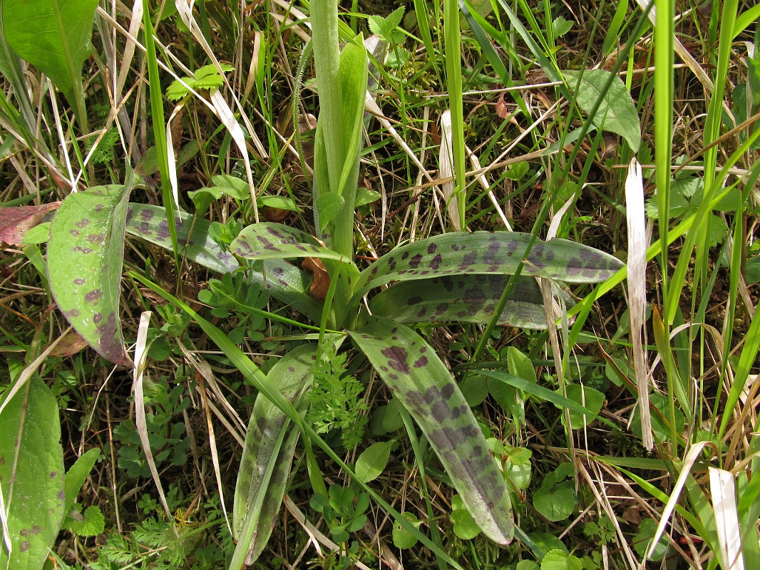 Изображение особи Orchis mascula.