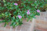 Catharanthus roseus. Цветущее растение. Египет, Синай, Шарм-эль-Шейх, в культуре. 19.02.2009.