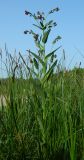 Cynoglossum officinale