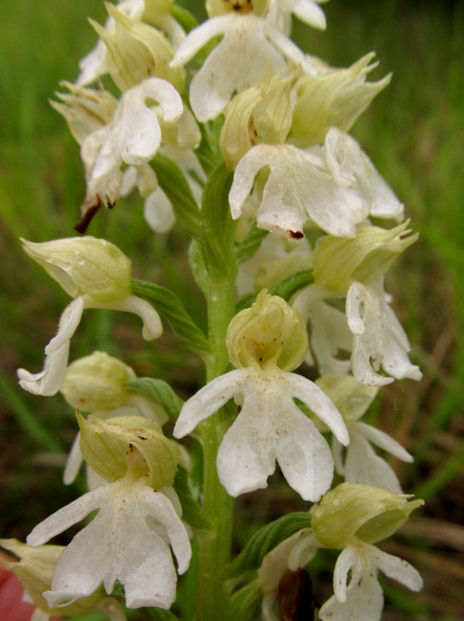 Изображение особи Orchis purpurea.