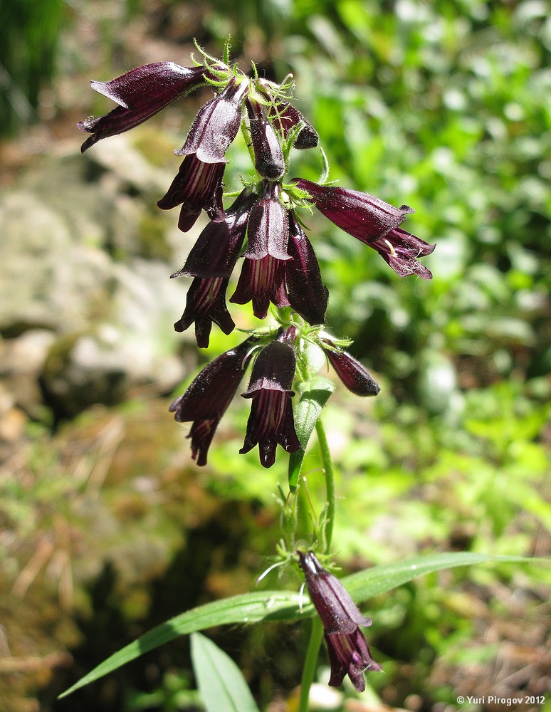 Image of Penstemon whippleanus specimen.