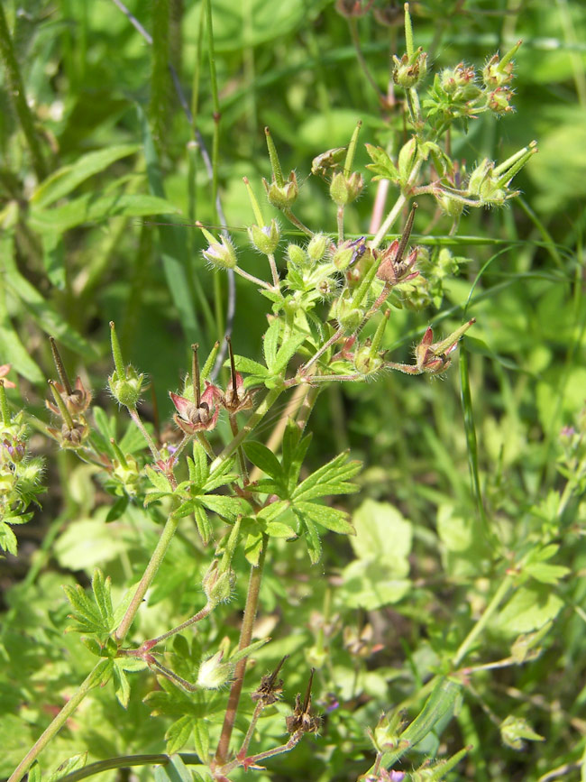 Изображение особи Geranium pusillum.