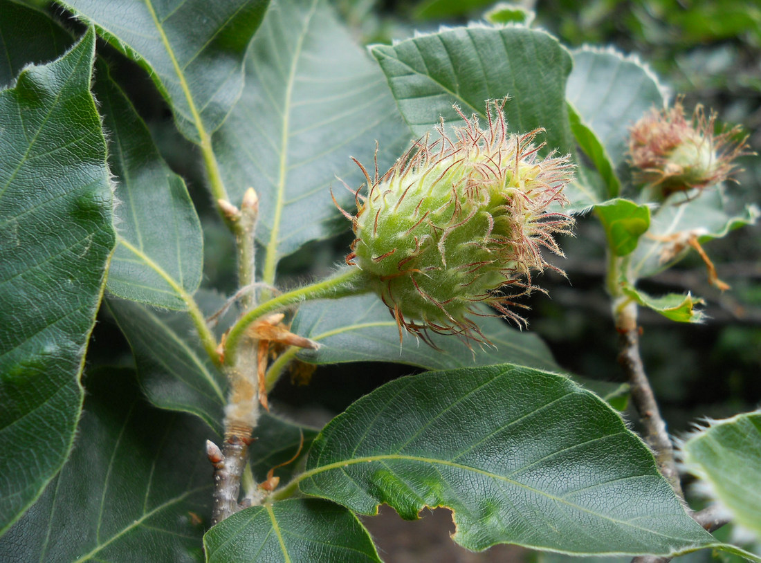 Image of Fagus × taurica specimen.