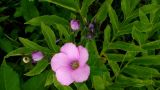 Linum hypericifolium