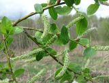 Salix myrsinifolia