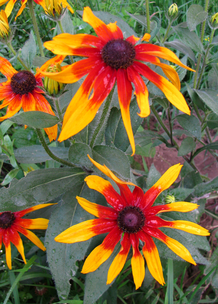 Image of Rudbeckia hirta specimen.