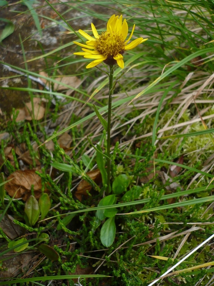 Изображение особи Tephroseris atropurpurea.