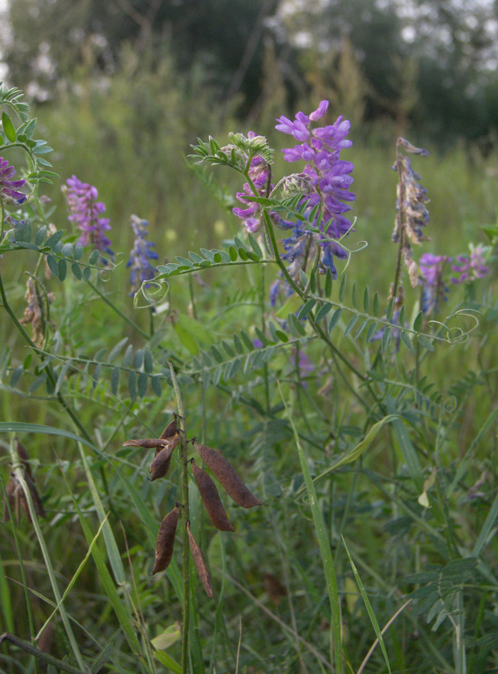 Image of Vicia cracca specimen.