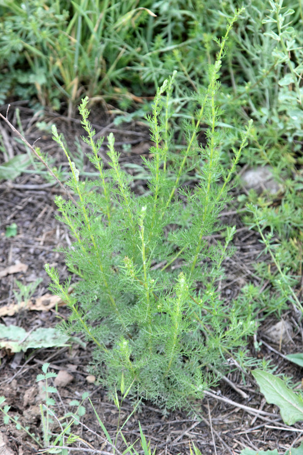 Изображение особи Artemisia serotina.