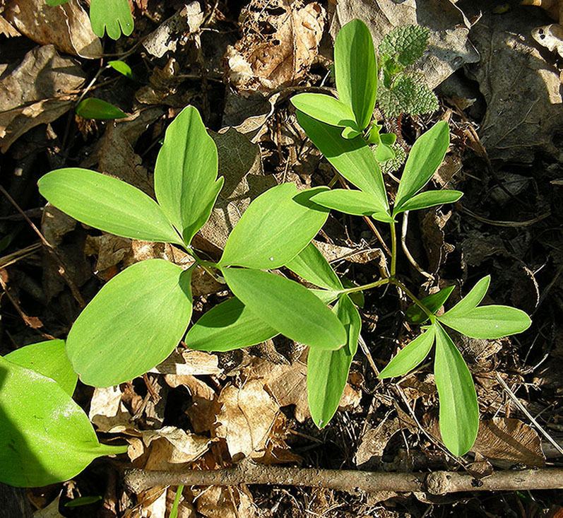 Image of Corydalis marschalliana specimen.