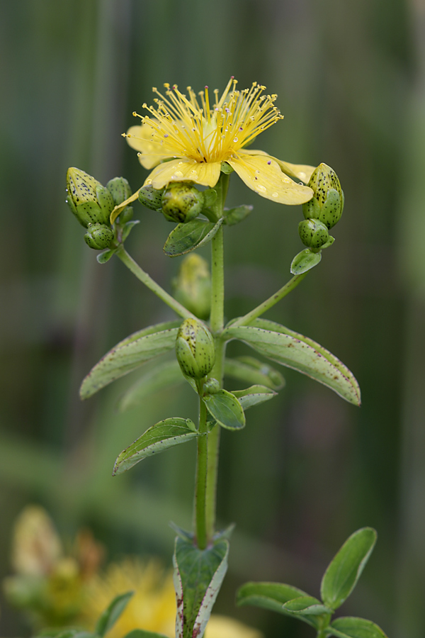 Image of Hypericum maculatum specimen.