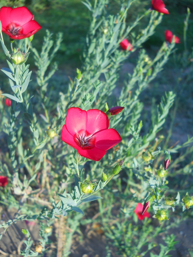 Image of Linum grandiflorum specimen.