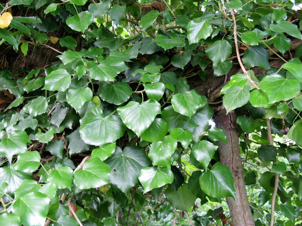 Изображение особи Hedera colchica.