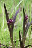 Dactylorhiza incarnata