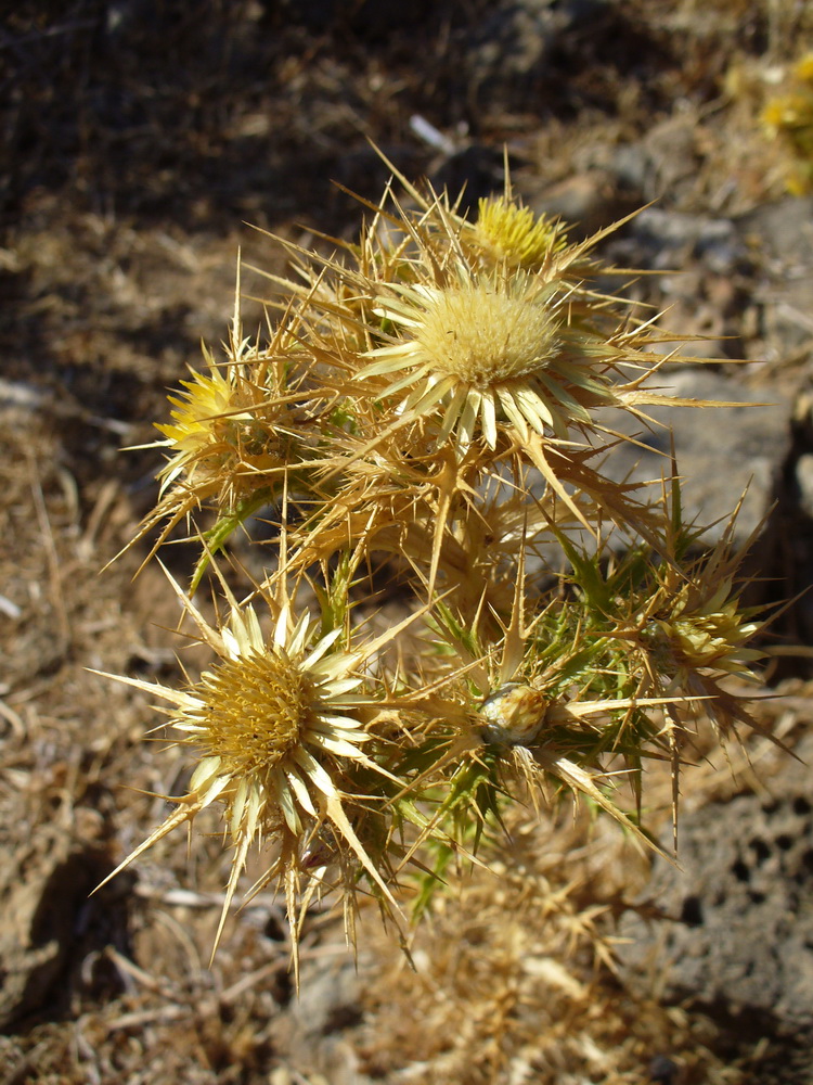 Изображение особи Carlina graeca.