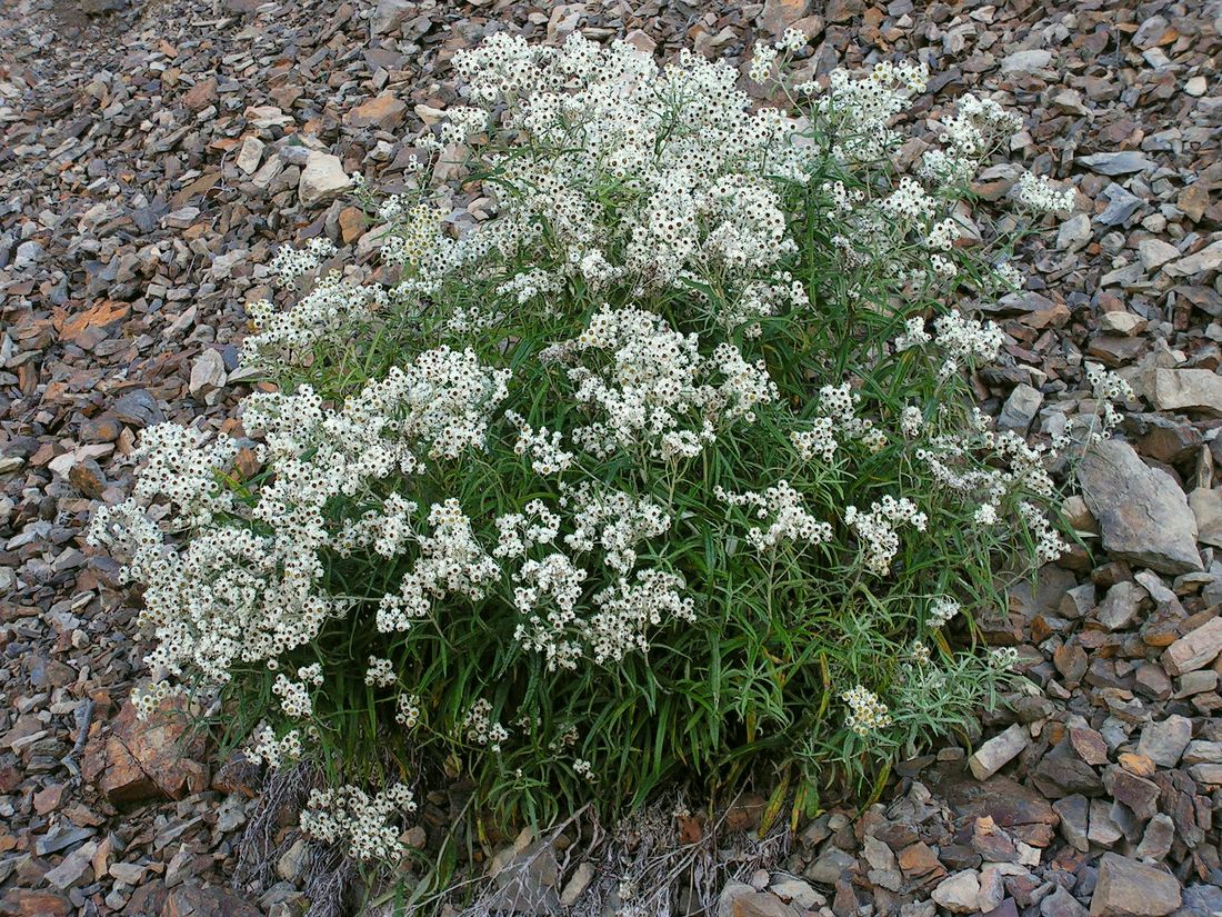 Image of Anaphalis margaritacea specimen.