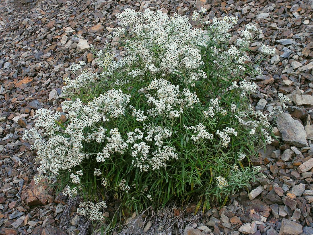 Изображение особи Anaphalis margaritacea.