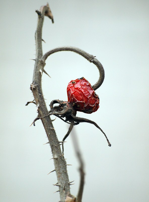 Изображение особи Rosa rugosa.