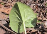 Asarum sieboldii