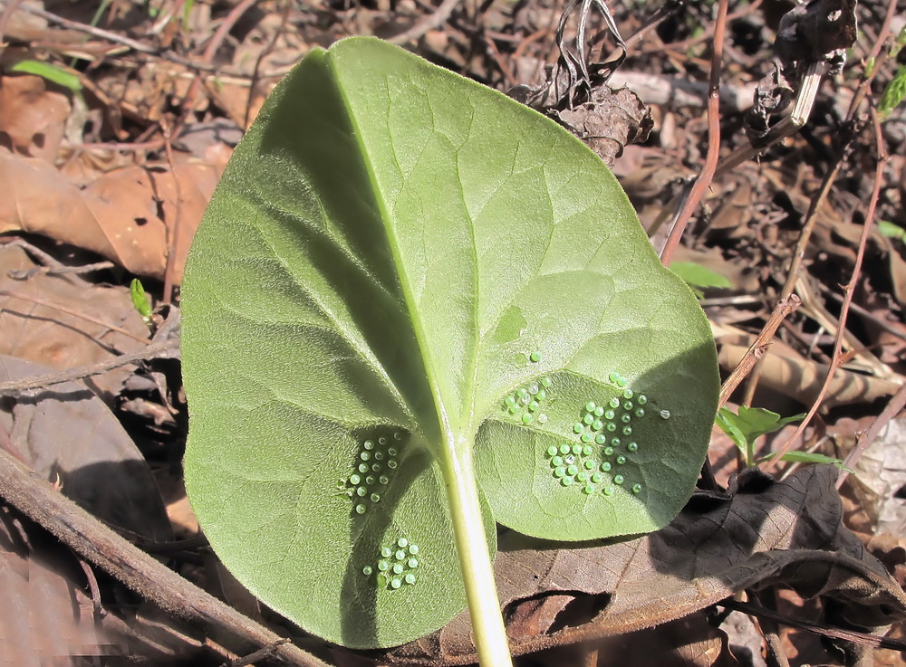 Изображение особи Asarum sieboldii.