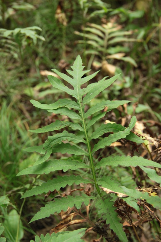 Изображение особи Onoclea sensibilis.