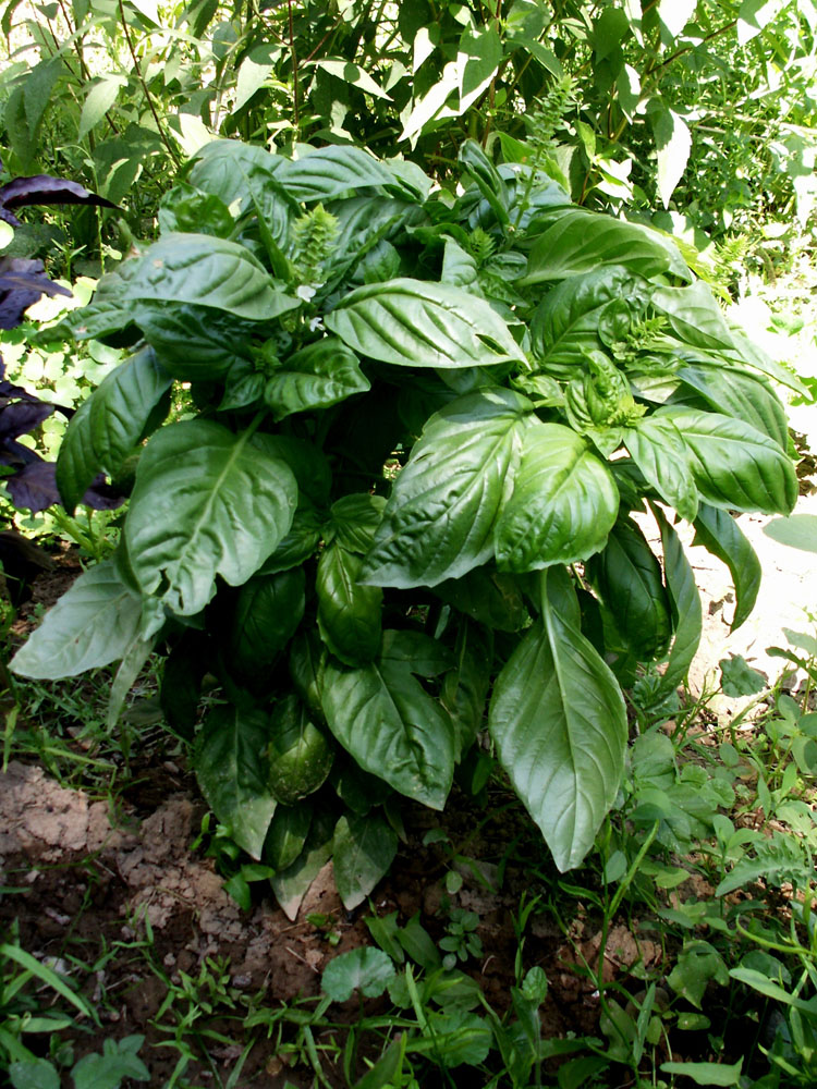 Image of Ocimum basilicum specimen.