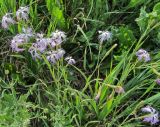 Dianthus superbus