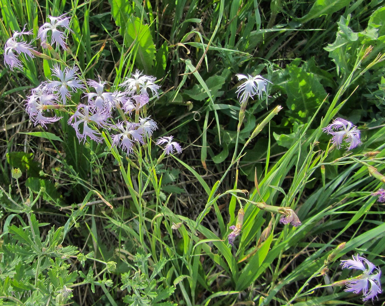 Изображение особи Dianthus superbus.